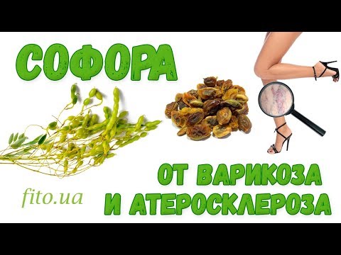 Отвар софоры японской для укрепления и очищения сосудов для густоты волос