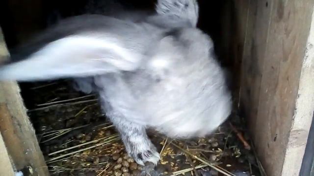 Крольчиха родила/первый окрол! смотреть онлайн