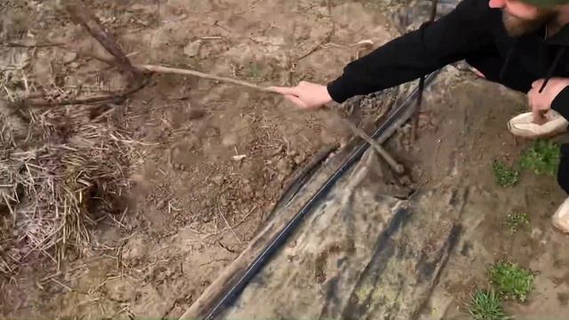 Гнем Штамбовые Розы.Сломали Штамб.Выводы укрытия пригибанием. смотреть онлайн