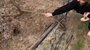 Гнем Штамбовые Розы.Сломали Штамб.Выводы укрытия пригибанием.