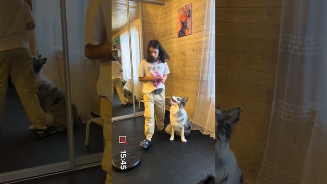 ВЛОГ С ЗАНИТИЯ С КИНОЛОГОМ ! БОРДЕР КОЛЛИ И АУССИ ! смотреть онлайн