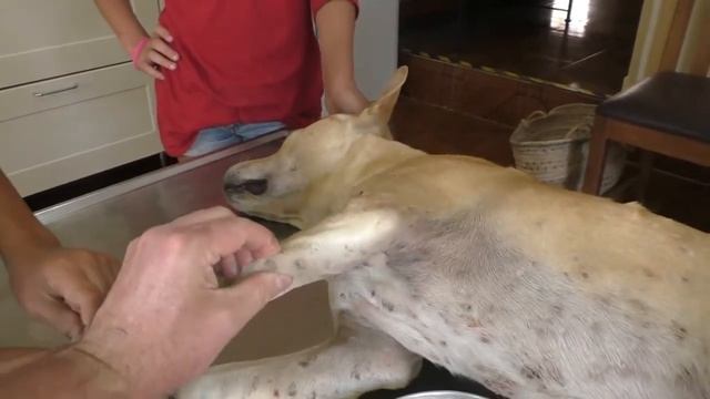 Remove mangoworms from dog - Remove mango worms from dog skin Удалите манговых червей с кожи собаки смотреть онлайн