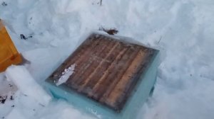 зимовка пчел. Урал