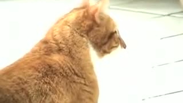 приколюха