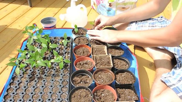 Thansplanting Plumeria Seedlings смотреть онлайн