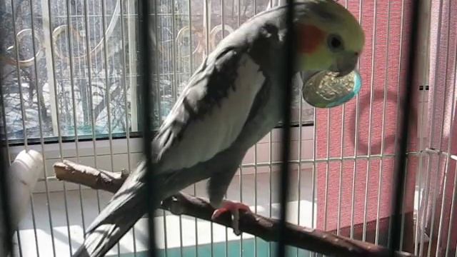 Карелла поет и говорит.avi смотреть онлайн