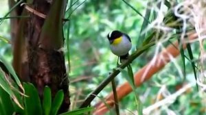 YELLOW-THROATED BRUSH FINCH ( Atlapetes gutturalis)