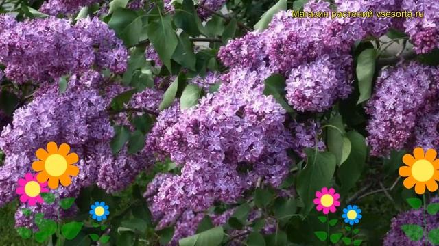 Сирень обыкновенная. Краткий обзор, описание характеристик, где купить саженцы syringa mix смотреть онлайн