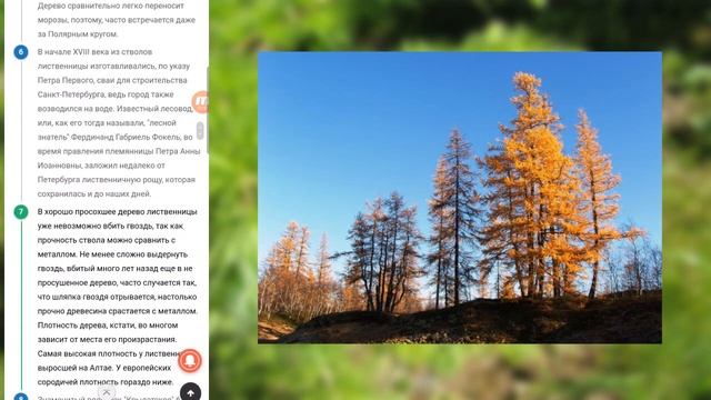 Почему лиственница сбрасывает листья? Чем лиственница лучше сосны?