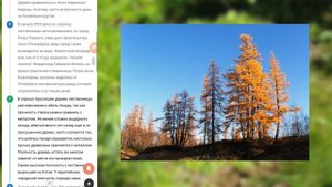 Почему лиственница сбрасывает листья? Чем лиственница лучше сосны?