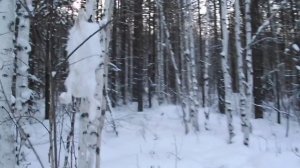 Охота на зайца