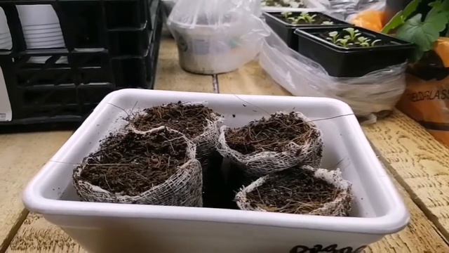 Петуния взойдёт у любого смотреть онлайн