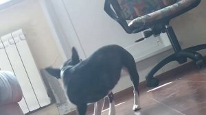 Собака бегает за хвостом одну минуту три секунды