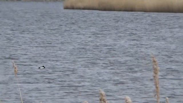 buiten test met de Sony HDR-CX240E #1 смотреть онлайн