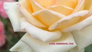 Прогулка по саду роз Ирины Наумовой часть 2.