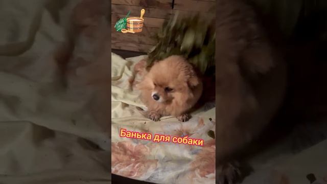 Банька для собаки ?