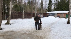 Айс. Продолжаем занятия с легавой собакой.