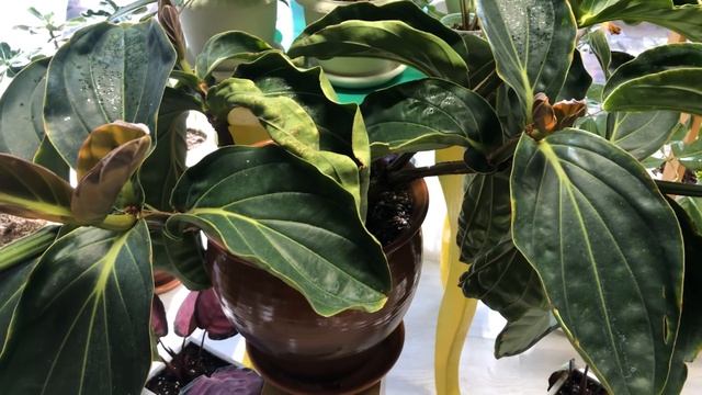 КОМНАТНЫЕ РАСТЕНИЯ ПРО ПЕРЕСТАНОВКИ ПРО ПОЛИВ ПРО УХОД ЗА МЕДИНИЛЛОЙ