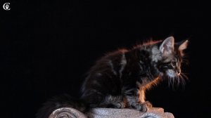 Видео котенка мейн кун черный мрамор Winnie в 2 месяца www.coonplanet.ru