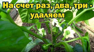 Формирование болгарского перца