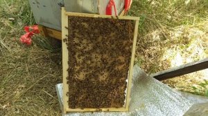РАСШИРЕНИЕ ГНЕЗД пчел на пасеке своевременно иначе будут выходить рои