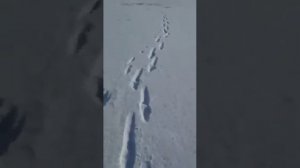 Рыбалка Февраль2022г глухозимье с.Чемал. Алтай.