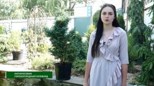 Кипарисовик Булевард