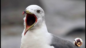 Песня по игре РР4  "Исповедь чайки"