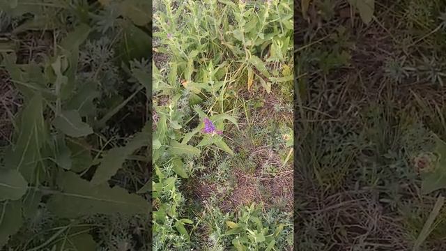 За луговыми опятами. Часть 2. смотреть онлайн