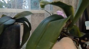 ОРХИДЕИ  Как реанимировать орхидею  Реанимация орхидеи в домашних условиях. часть 1