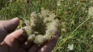 Семена дикой моркови, дневник травника- заготовителя, купить.