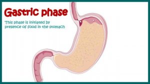 Phases of gastric secretion | Three phases (cephalic, gastric, and intestinal) of gastric secretion