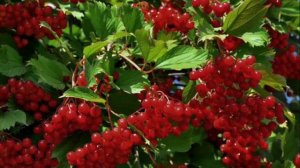 Ой у лузі червона калина. Караоке.