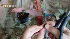 PROPAGATION & PLANT CARE SYNGONIUM PINK!  propagasi/mencacah/memperbanyak Syngonium Pink - EP 33