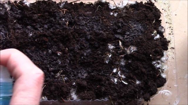 Газания. Как посадить семена для рассады смотреть онлайн