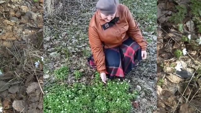 Авторские стихи Колышкиной Ларисы "Такая разная весна" смотреть онлайн