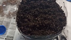 Балконные томаты в пластиковых бутылках..