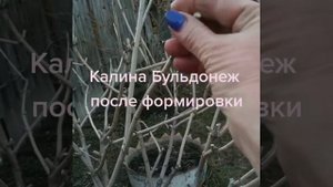 Как правильно формировать Калину .