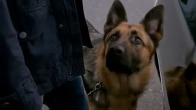 Прикол:Сверхъестественное-Голубь смотреть онлайн