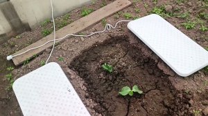 Страховочный проросток продолжает расти: появился ещё один листик. Дачные будни.