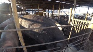 обзор поросят породы Дюрок!