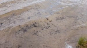 золотистый