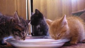 три котика пьют молоко