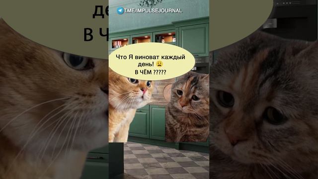 Без вины #мыкотики  #разговор #анекдот #шутки #коты #юмор #смешное #прикольно #мемы #cat