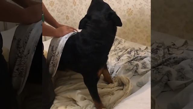 Жизнь одного ротвейлера который спит с хозяевами в одной кровати