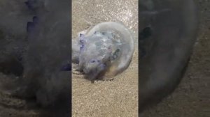 Кирилловка!ШОК!!!Ядовитые большие медузы-Корнерот!Подписуемся!26.08.2021года