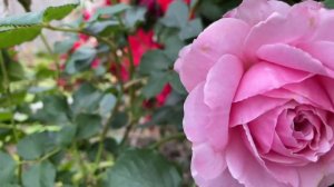 MAID MARION ROSE by David Austin..BN