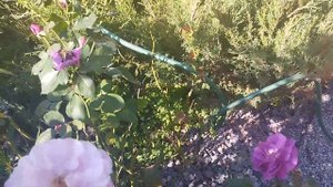 Розы цветут в саду