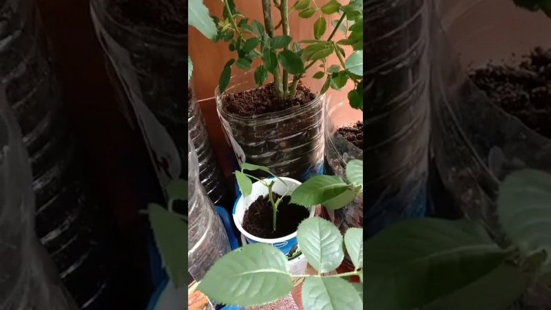 Черенок, купленной это зимой розы, дал корни