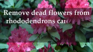 HOW TO TAKE CARE OF RHODODENDRONS PLANTS